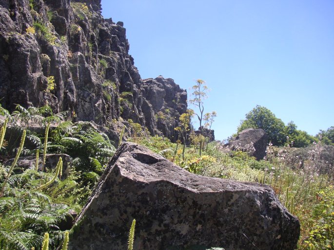 Ferula linkii