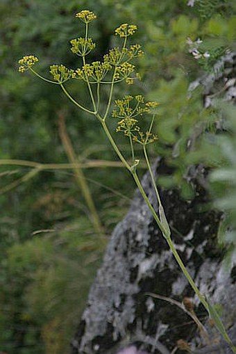 Ferula sadleriana