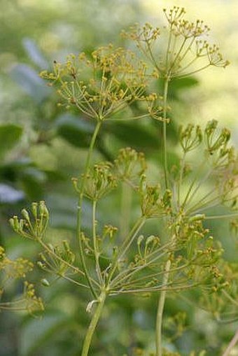 Ferula sadleriana