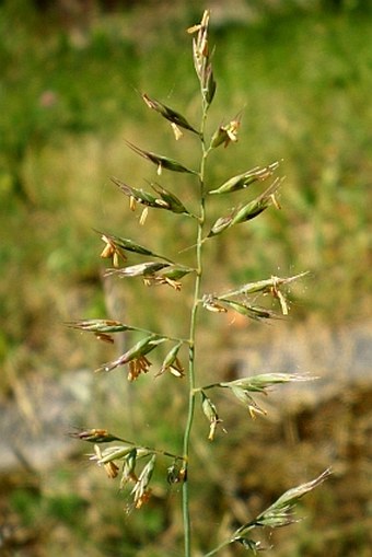 Festuca trachyphylla