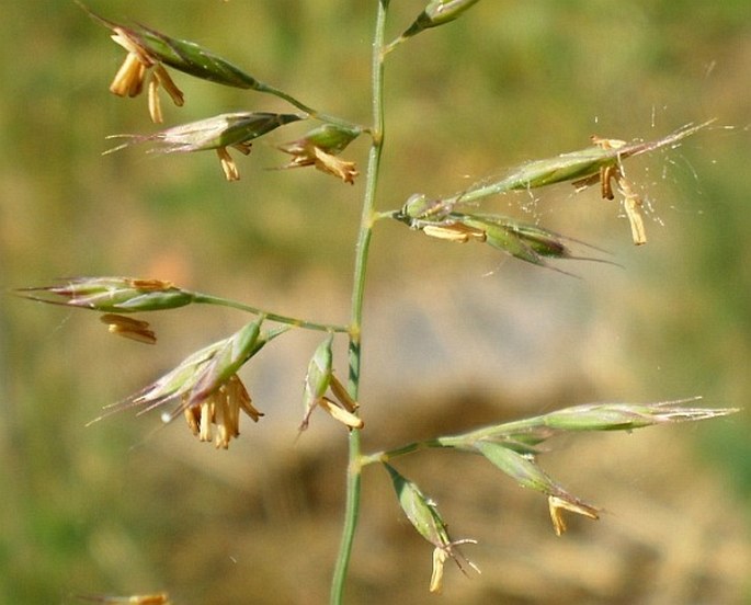 Festuca trachyphylla