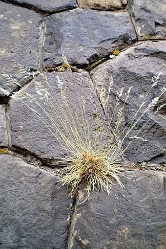 Festuca pallens