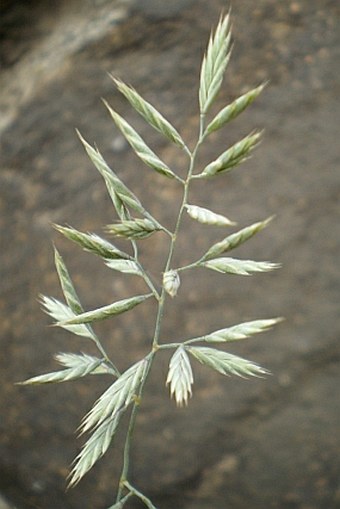 Festuca pallens