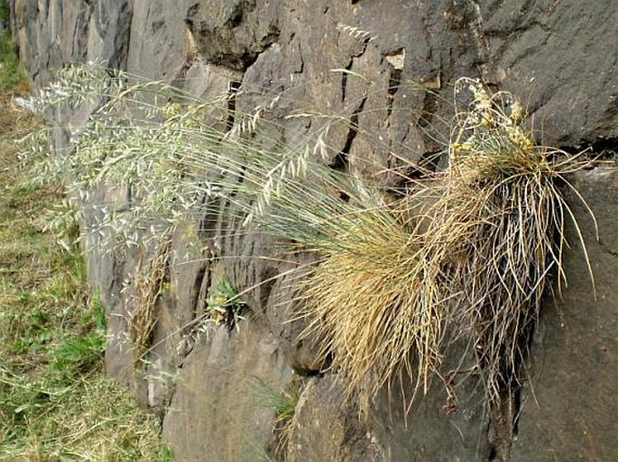 FESTUCA PALLENS Host – kostřava sivá / kostrava tvrdá