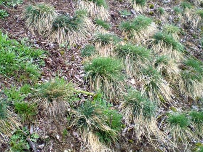 Festuca pallens