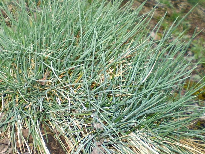 Festuca pallens