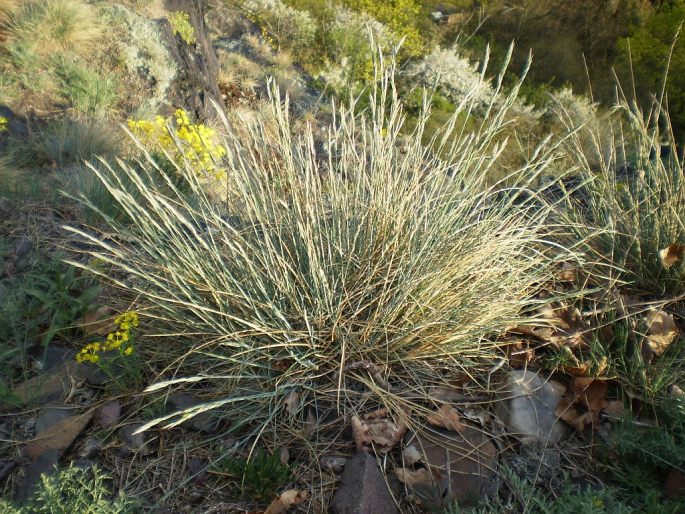 Festuca pallens