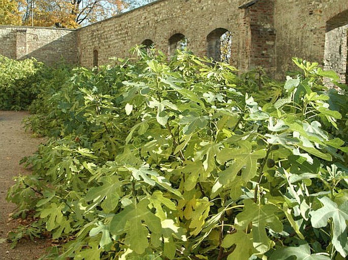 FICUS CARICA L. - fíkovník smokvoň / figovník obyčajný