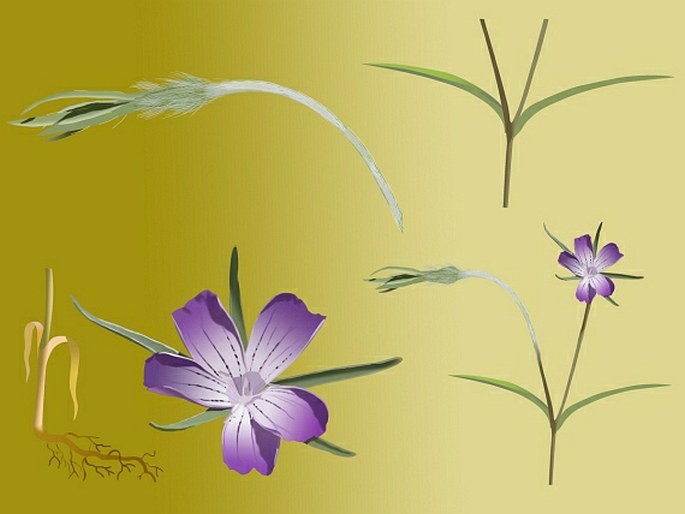Soutěž Nejlepší botanická ilustrace roku 2012 - Tomáš Figura