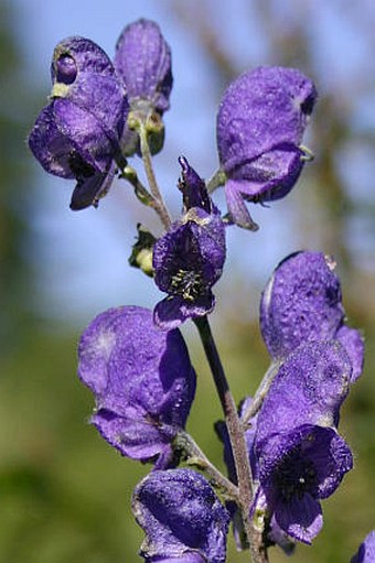 Aconitum firmum moravicum