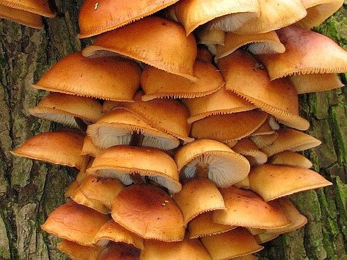 Flammulina velutipes