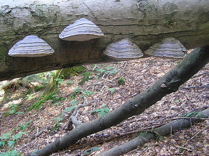 Fomes fomentarius