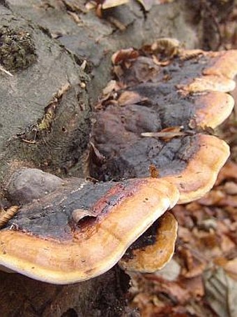 Fomitopsis pinicola