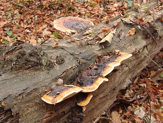 Fomitopsis pinicola