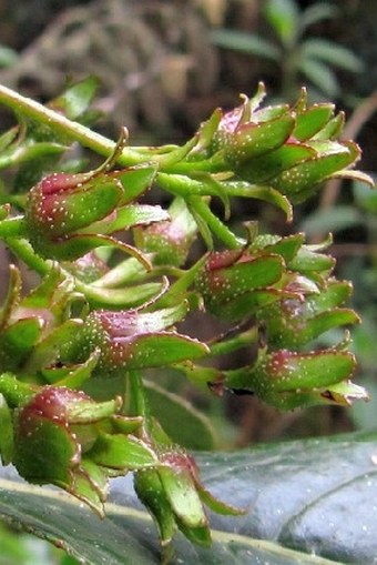Forgesia racemosa