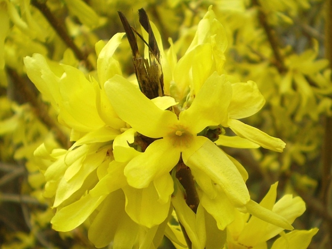 FORSYTHIA ×INTERMEDIA Zabel – zlatice prostřední / zlatovka prostredná