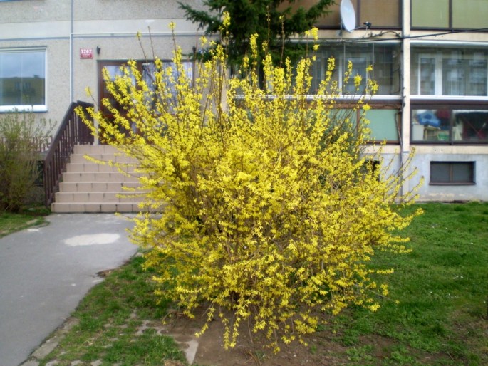 Forsythia ×intermedia