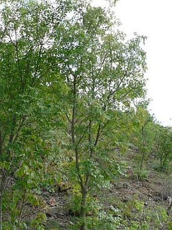 Fraxinus ornus