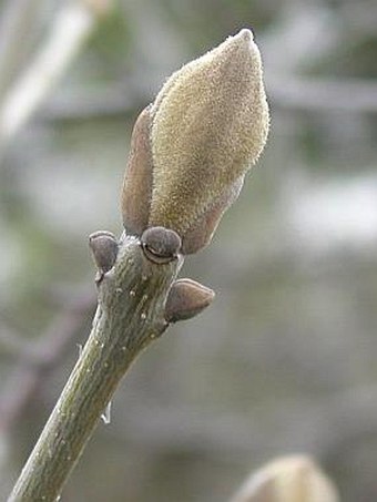 Fraxinus ornus