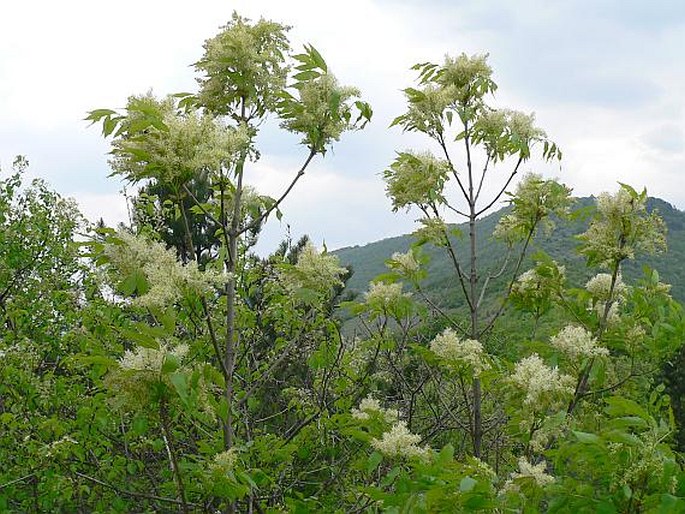 Fraxinus ornus