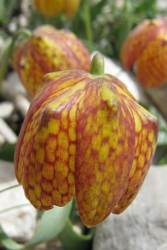 Fritillaria aurea