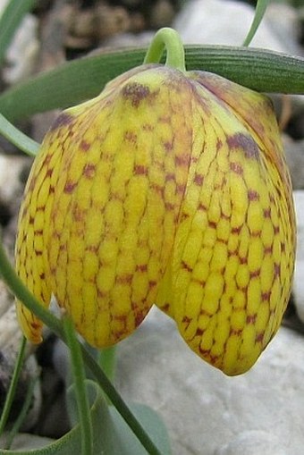 Fritillaria aurea