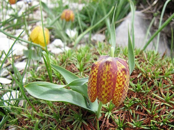 Fritillaria aurea