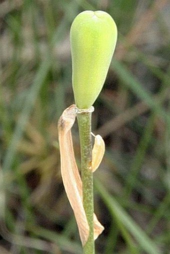 Fritillaria messanensis subsp. gracilis