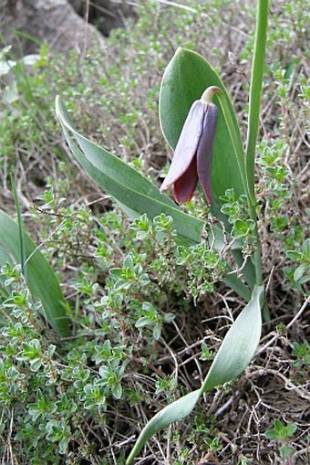 Fritillaria pinardii