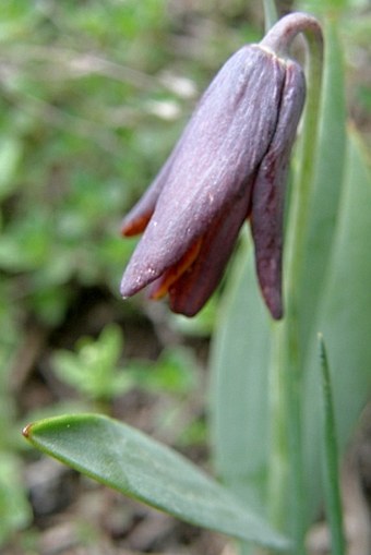 Fritillaria pinardii