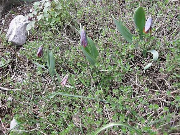 Fritillaria pinardii