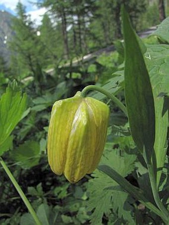 Fritillaria tubiformis subsp. moggridgei