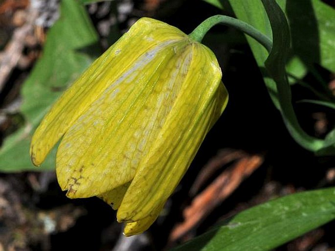 FRITILLARIA TUBIFORMIS subsp. MOGGRIDGEI (Boiss. et Reut. ex Planch.) Rix – řebčík / korunkovka