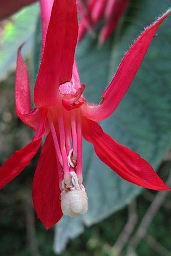 Fuchsia boliviana