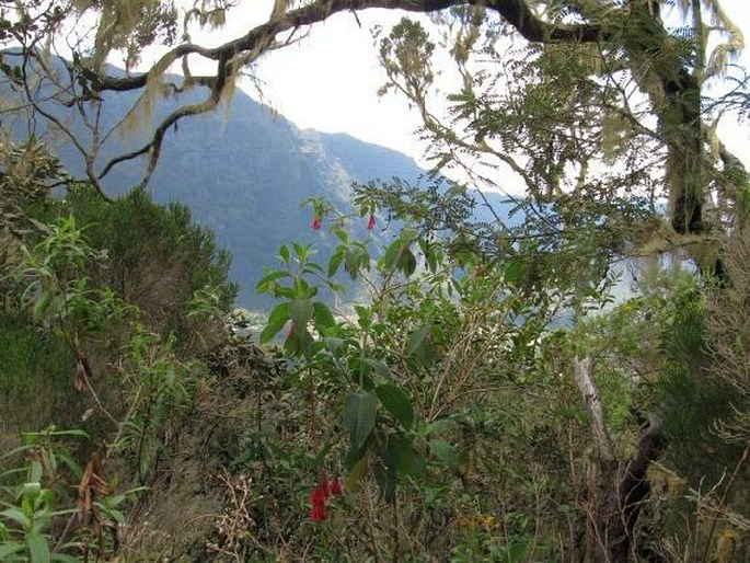 Fuchsia boliviana