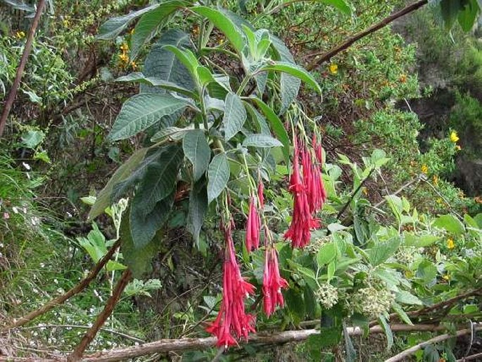 Fuchsia boliviana