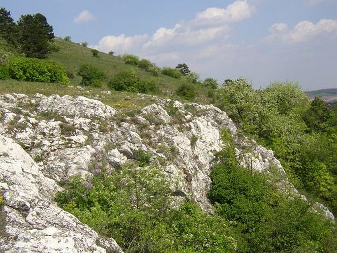 Fumana procumbens