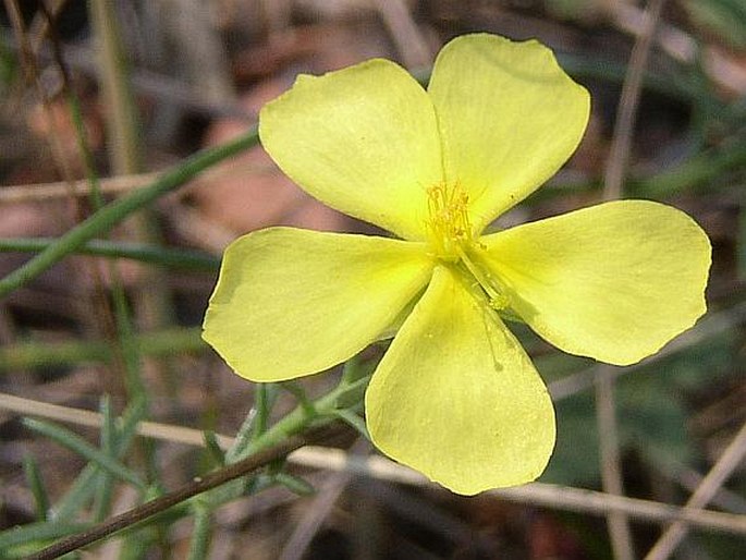 Fumana procumbens