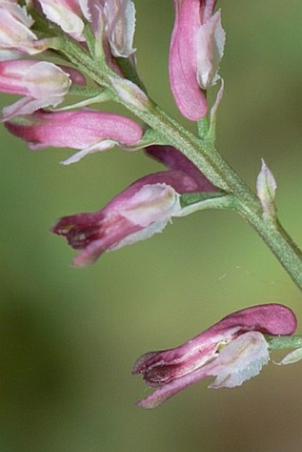 Fumaria rostellata