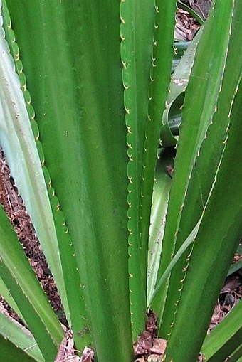 Furcraea foetida