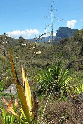 Furcraea foetida