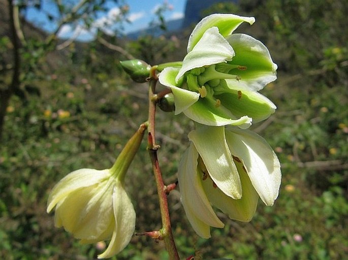 Furcraea foetida