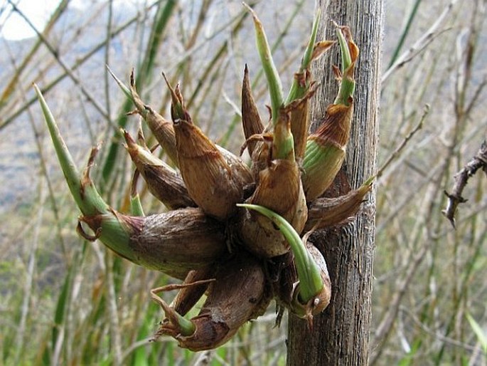 Furcraea foetida