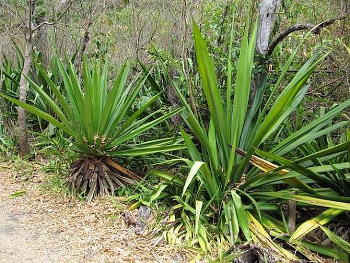 FURCRAEA FOETIDA (L.) Haw.