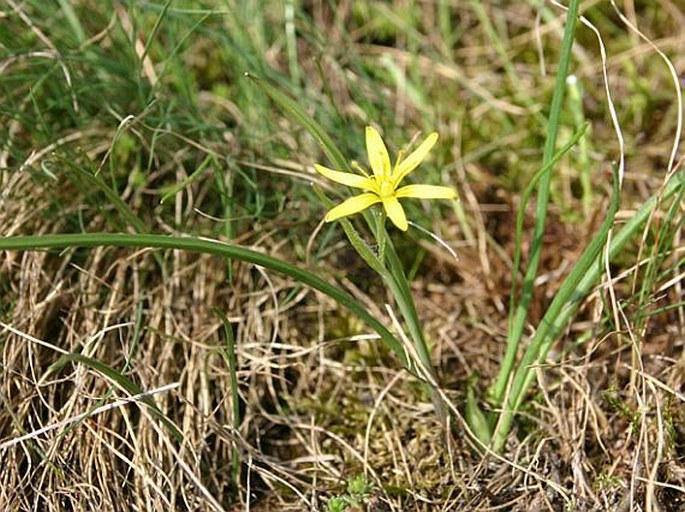 GAGEA PRATENSIS (Pers.) Dumort. – křivatec luční / krivec lúčny