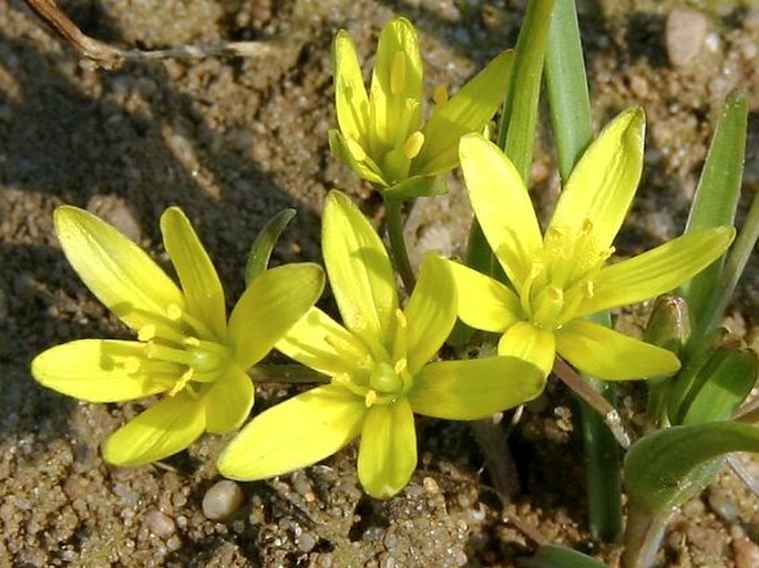 GAGEA PUSILLA (F. W. Schmidt) J. A. Schultes et J. H. Schultes – křivatec nizoučký / krivec nízky