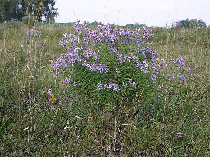 Galatella punctata