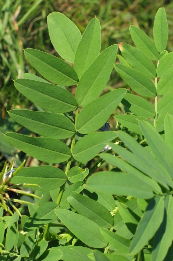 Galega officinalis