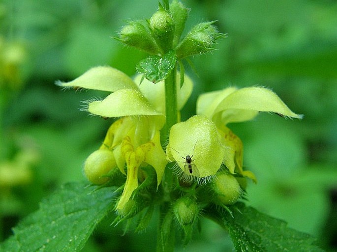 Galeobdolon montanum