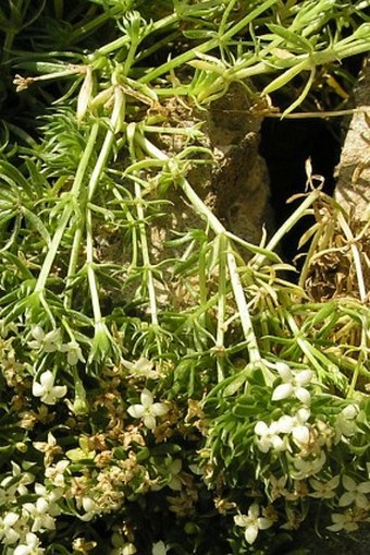 Galium cespitosum